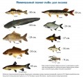 размеры рыб для вылова